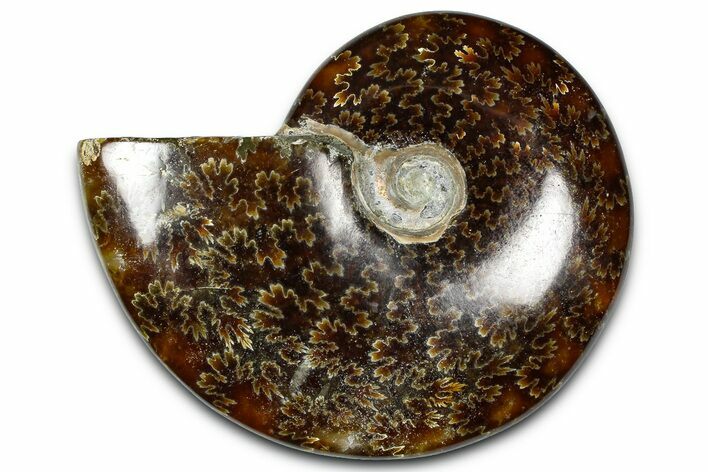 Polished Ammonite (Cleoniceras) Fossil - Madagascar #365013